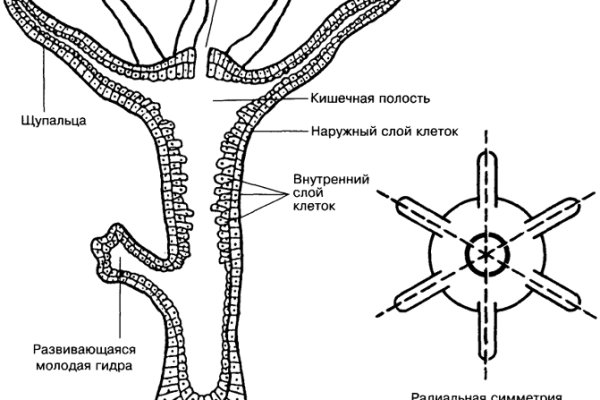 Кракен зеркало сайта